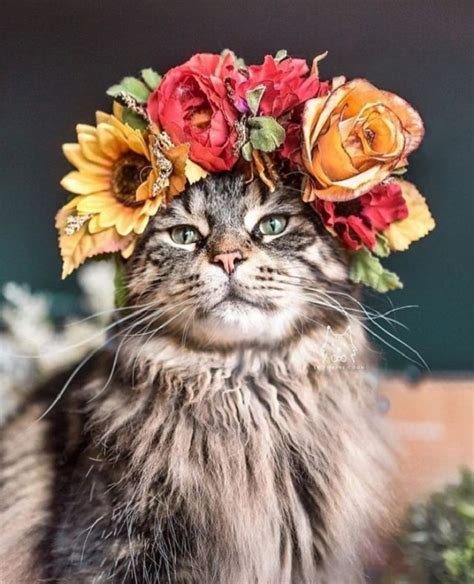 College Professor makes awesome flower crowns for animals