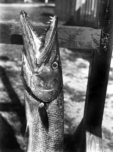 Barracuda Teeth Photograph by Underwood Archives - Fine Art America