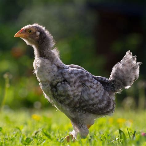 Hen vs Chicken - What In The World Is The Difference? - Pampered Chicken Mama: Raising Backyard ...