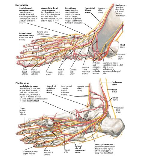 Anatomy Of A Foot Diagram