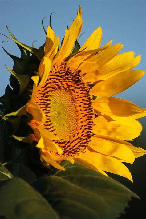 Sunflower Side View Photograph by Julie L Williams - Pixels