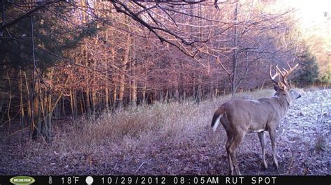 Whitetail trail cam pictures needed | Hunt Talk