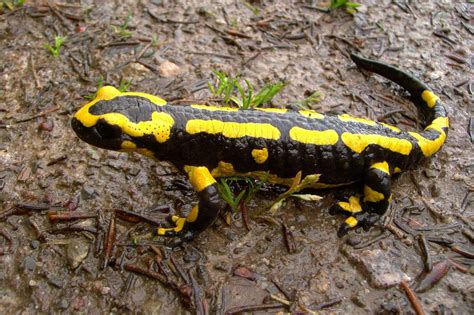 Hellbender Facts, Pictures & In-Depth Information: Endangered Amphibian