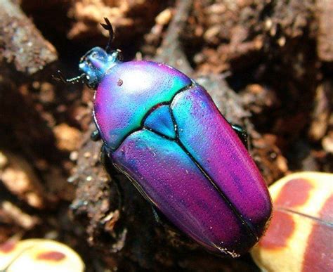 Flower Beetle. Smaragdesthes Africana Oertzeni | Beautiful bugs, Bugs, Weird insects