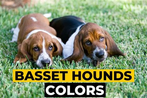 Basset Hound Colors - Various Combinations, Markings, and Types - Beagle Care