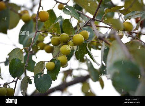 Jujube tree hi-res stock photography and images - Alamy