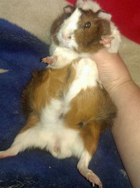 How To Tell If Your Guinea Pig Is Pregnant At Home