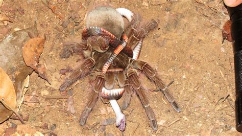 Photos: Spiders feast on deadly snakes | Live Science