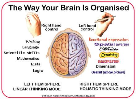 Left and Right Hemispheres - Brain Components