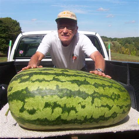 2010 John Converse Watermelon record | Giant Watermelon Growers Club – Growin' Big Melons