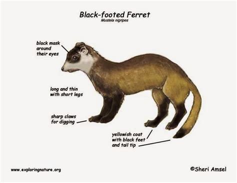 BIO 227:2: Black-Footed Ferret Recovery Plan