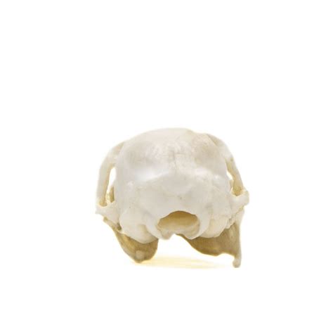 Tree Shrew Skull Replica