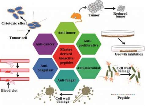 Bioactive Peptide Market Rising Impressive Business Growth, Revenue Generation and Forecast 2026 ...