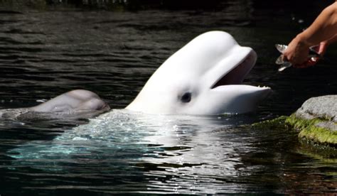 Vancouver Aquarium Beluga Whales 6 Vancouver Aquarium, Beluga Whale, Whales, Animals, Animales ...