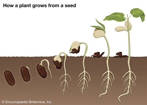 Exploring the Various Stages of Seed Germination - revolutionseeds