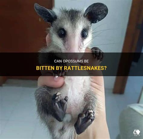 Can Opossums Be Bitten By Rattlesnakes? | PetShun