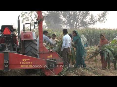 Maize Silage Harvesting