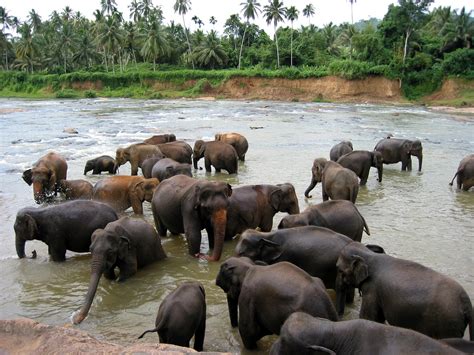 Sri Lankan Spirit: Pinnawala Elephant Orphanage,Sri Lanka