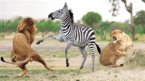 Male Lion Hunting Zebra