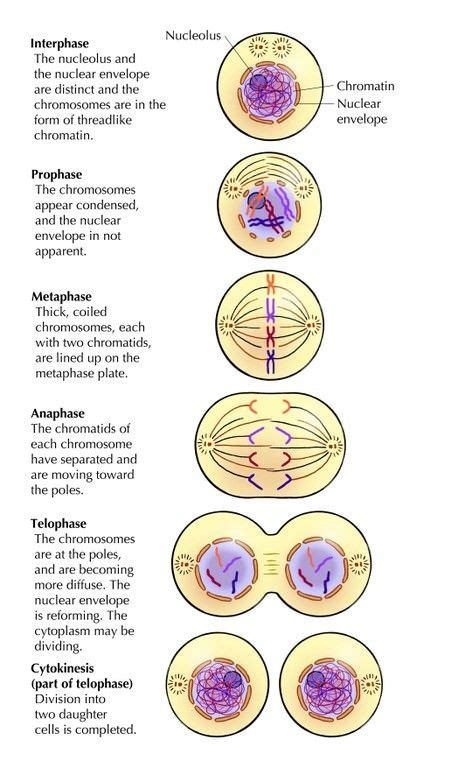 Cell Cycle Interphase Mitosis Prophase Metaphase Anaphase Telophase Cytokinesis