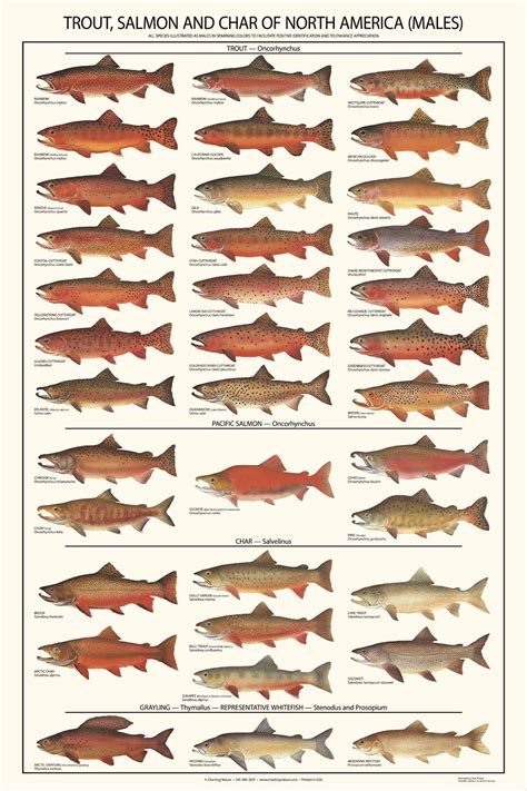 Buy Fish Wall Art | Trout, Salmon and Char Fishing Guide | Males Identification Chart Online at ...