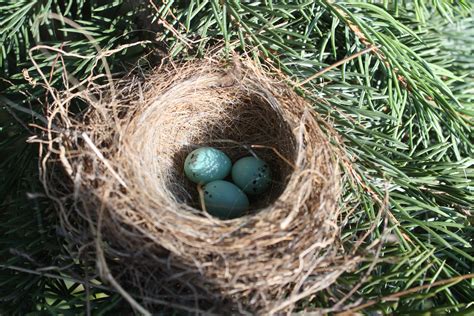 Chipping Sparrow Eggs by KeswickPinhead on DeviantArt