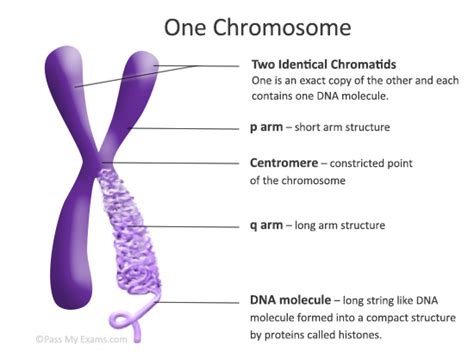 What are chromosomes? - Easy exam revision notes for GSCE Biology