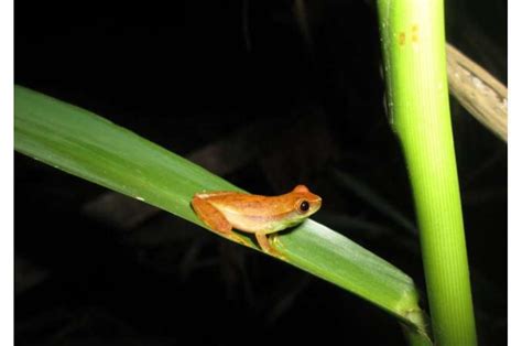 Even more amphibians are endangered than we thought