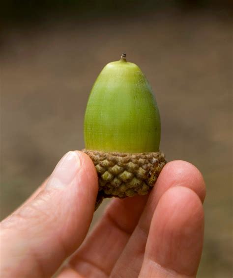 Central Pennsylvania Forestry: Planting Acorns to Grow Oak Trees