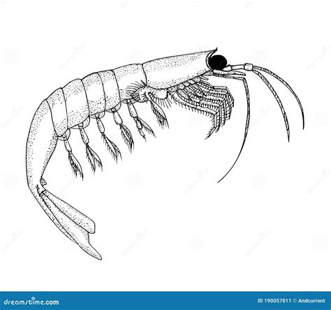 Krill. Hand Drawn Black Vector Pen Realistic Illustration. Stock Vector ...