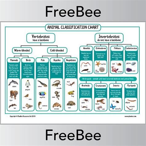 FREE Animal Classification KS2 Chart by PlanBee