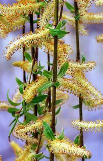 Cincinnati – Spring Grove Cemetery & Arboretum “Weeping Wi… | Flickr