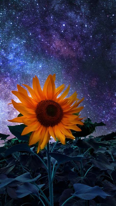 HD Sunflower Wallpaper Explore more Core, Daisy-Like, Facing The Sun, Flower, Helianthus Annuus ...