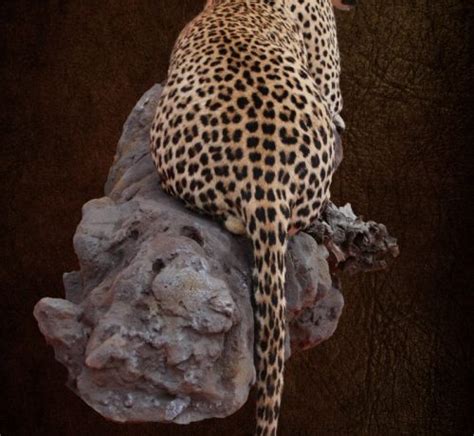 Leopard Lying On Rock – Colletts Wildlife Artistry