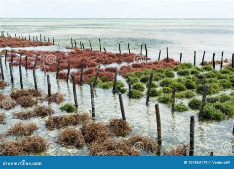 Seaweed Farm Stock Photos - Download 786 Royalty Free Photos