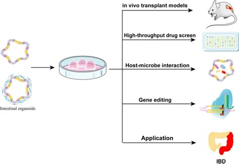 Potential Application of Intestinal Organoids in Intestinal Diseases ...