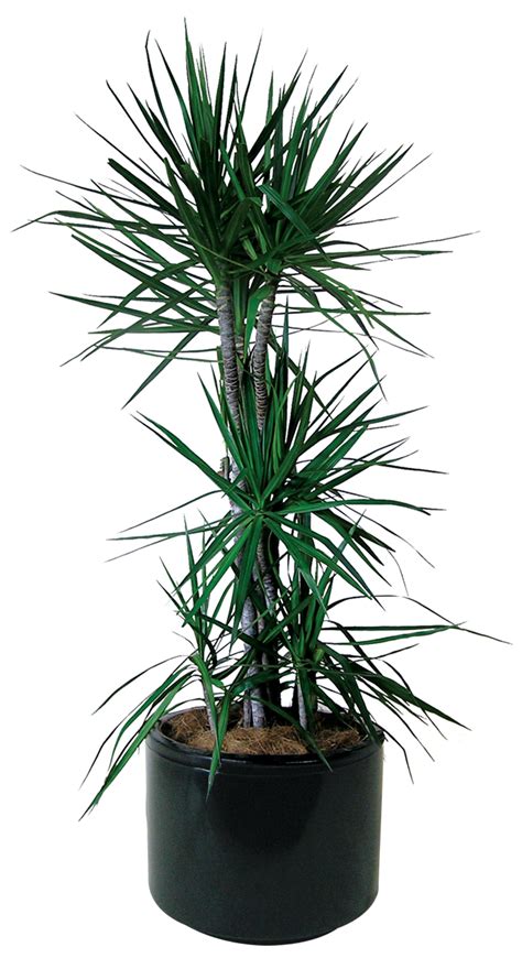 Plants & Flowers » Dracaena marginata