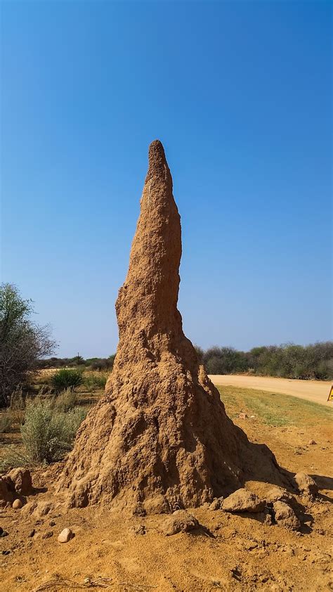 Termite hill,termites,ants,anthill,termitenbau - free image from needpix.com