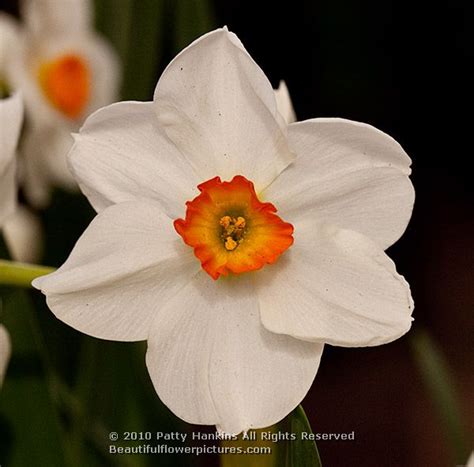 Tazetta Narcissus | Beautiful Flower Pictures Blog