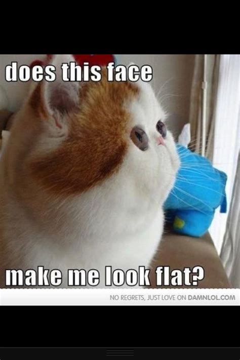 Flat face - Meme subido por maarten1997 :) Memedroid