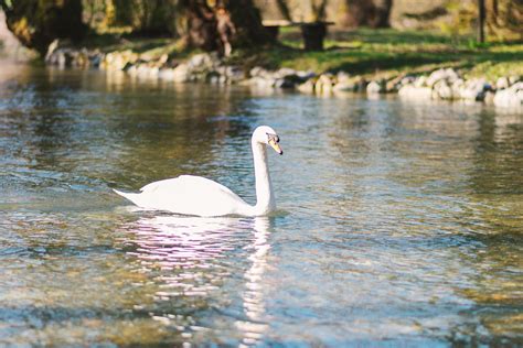 White swan swimming on lake at park 2548178 Stock Photo at Vecteezy