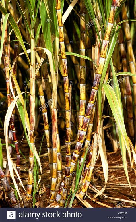 Hawaii Sugar Cane Field Stock Photos & Hawaii Sugar Cane Field Stock Images - Alamy