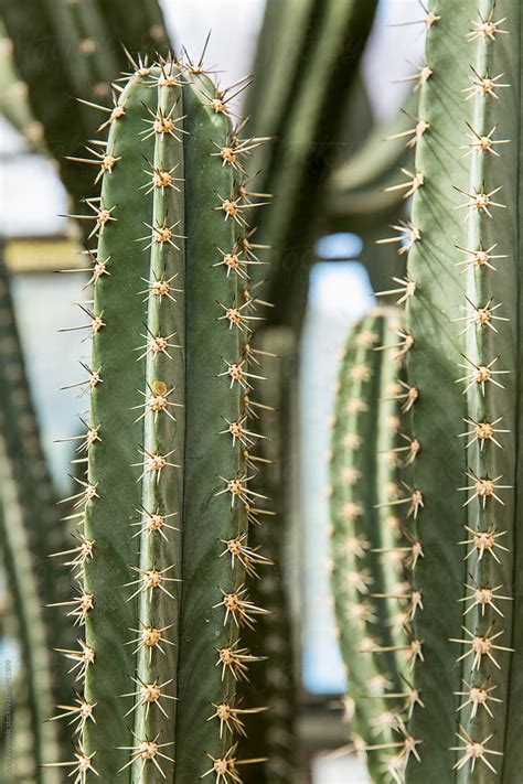 "Group Of Tall Cactus Plants In A Greenhouse" by Stocksy Contributor "Jovo Jovanovic" - Stocksy