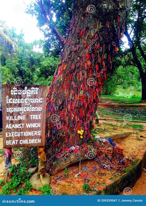 Baby killing tree Cambodia stock image. Image of leaf - 209329047