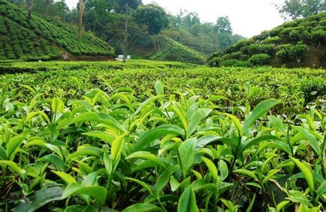 Tea Gardens in Bangladesh - Beautiful sylhet tea gardent