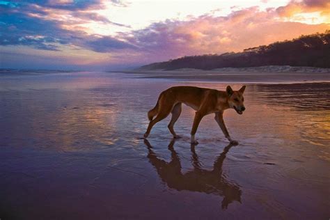 Chance of dingo attacks on Fraser Island heightened over Easter weekend ...