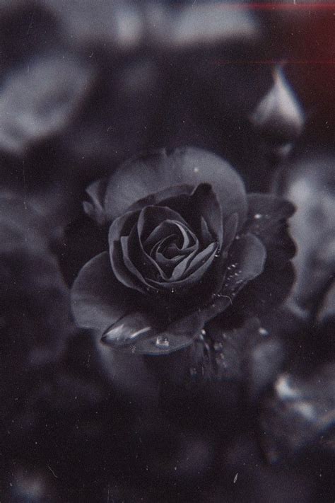 Black Rose Garden Wallpapers