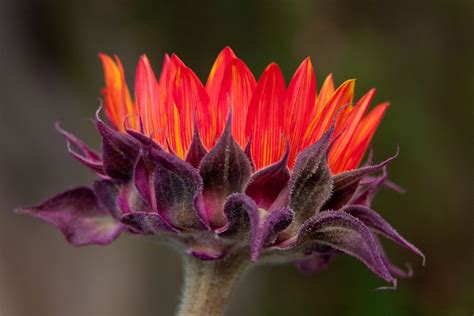 Orange Sunflowers | Fables and Flora