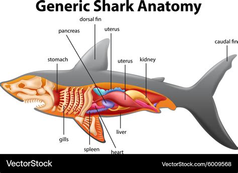 Whale Shark Anatomy Diagram