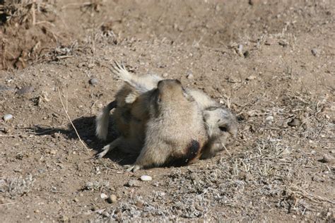 The Mating System — The Prairie Dog Project